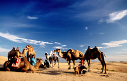 Kamel auf den Dünen im Wüsten